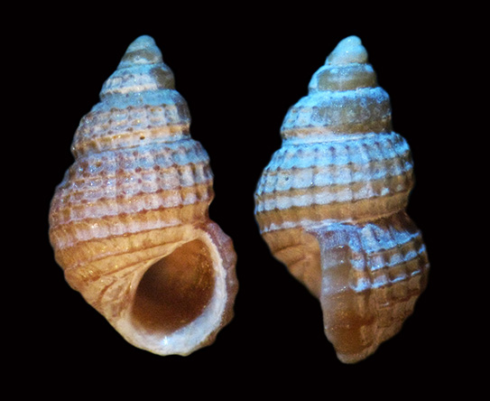 Alvania cimicoides?